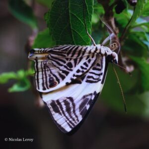 Chrysalide Colobura dirce