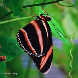 Chrysalide Dryadula phaetusa