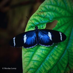 Magnifique Heliconius