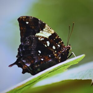 Chrysalide Hypna clytemnestra