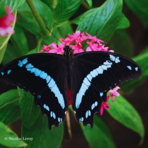Chrysalide Papilio nireus