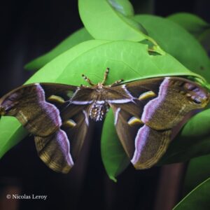 Male