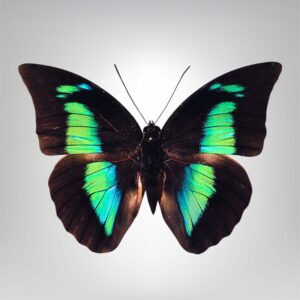 Archaeoprepona demophon naturalisé