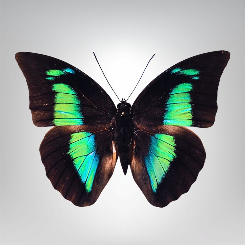 Archaeoprepona demophon naturalisé