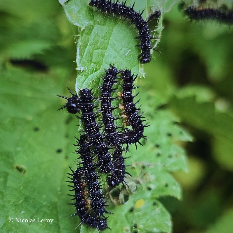 Chenille Aglais io – Image 2