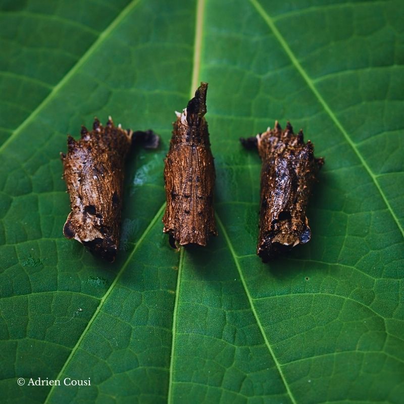 Chrysalide Hypolimnas antevorta – Image 3
