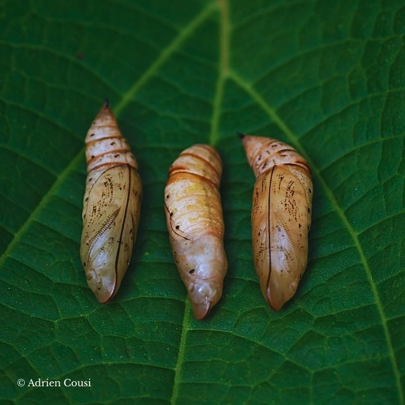 chrysalide marron