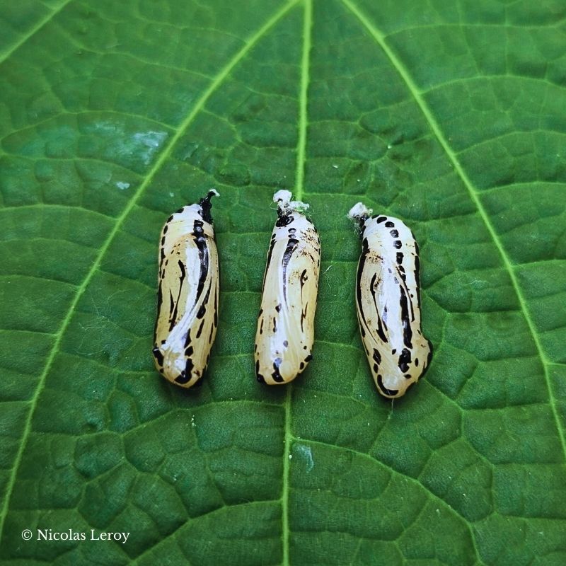 Chrysalide Methona confusa – Image 2