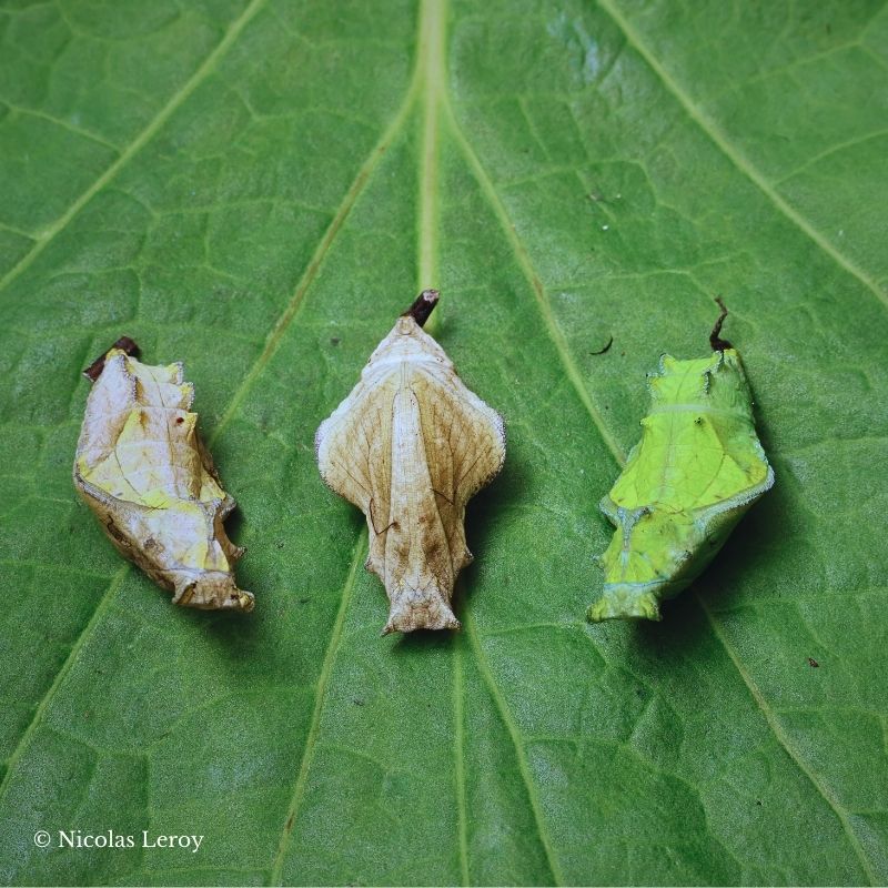 Chrysalide Parides eurimedes – Image 2