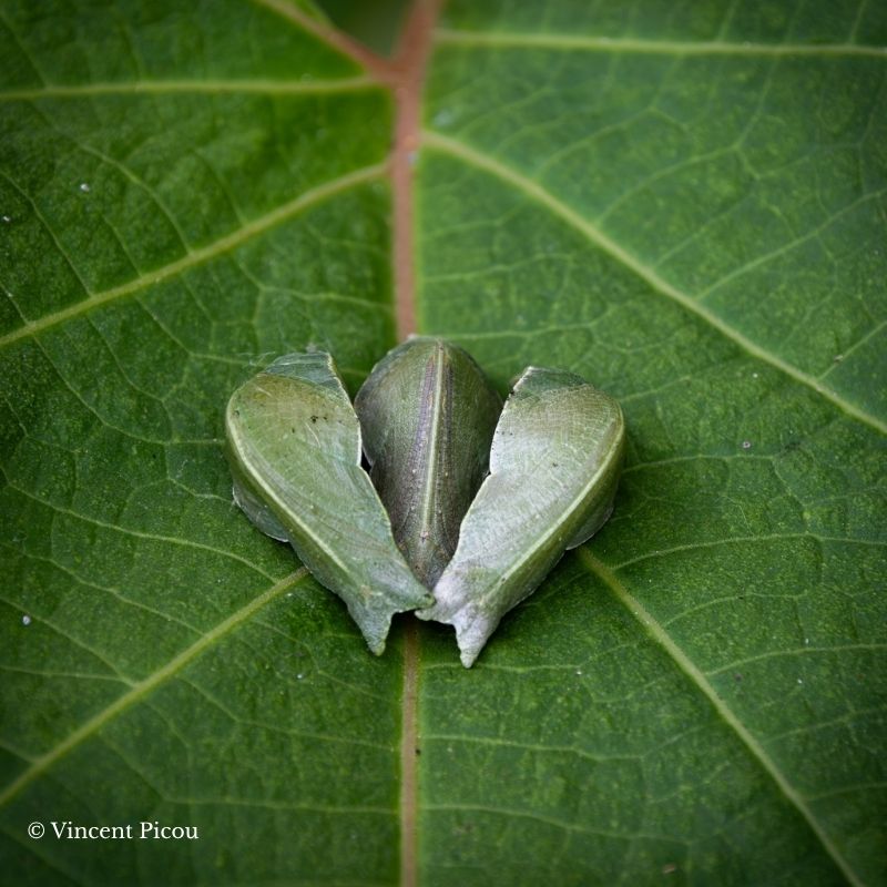 Chrysalide Papilio palinurus – Image 2