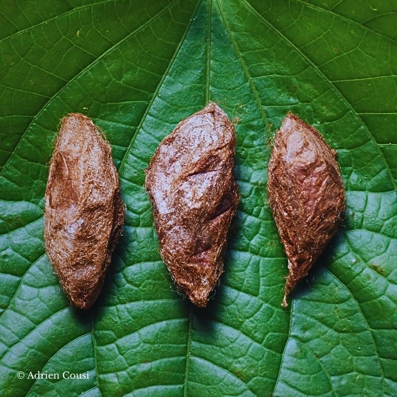 Double cocon