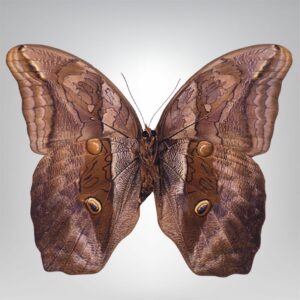 Euriphanis polyxena naturalisé