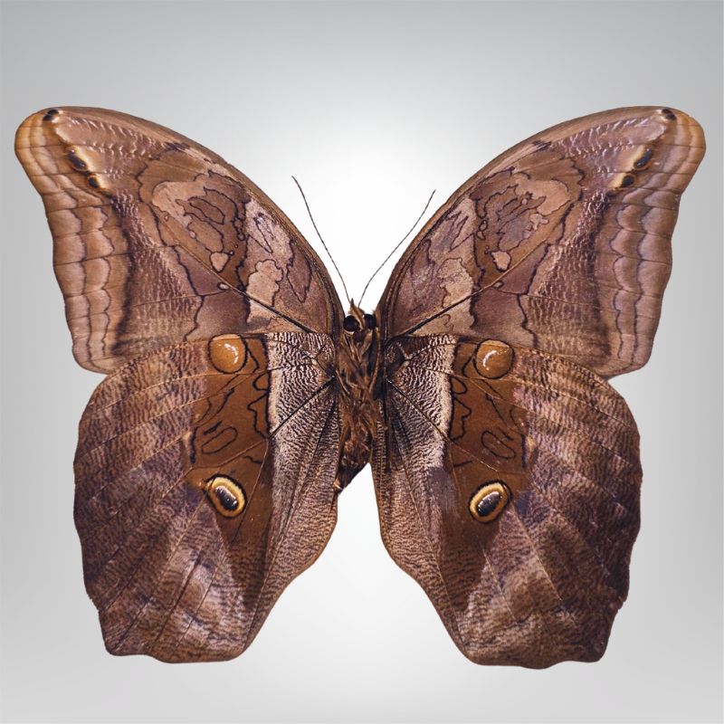 Euriphanis polyxena naturalisé