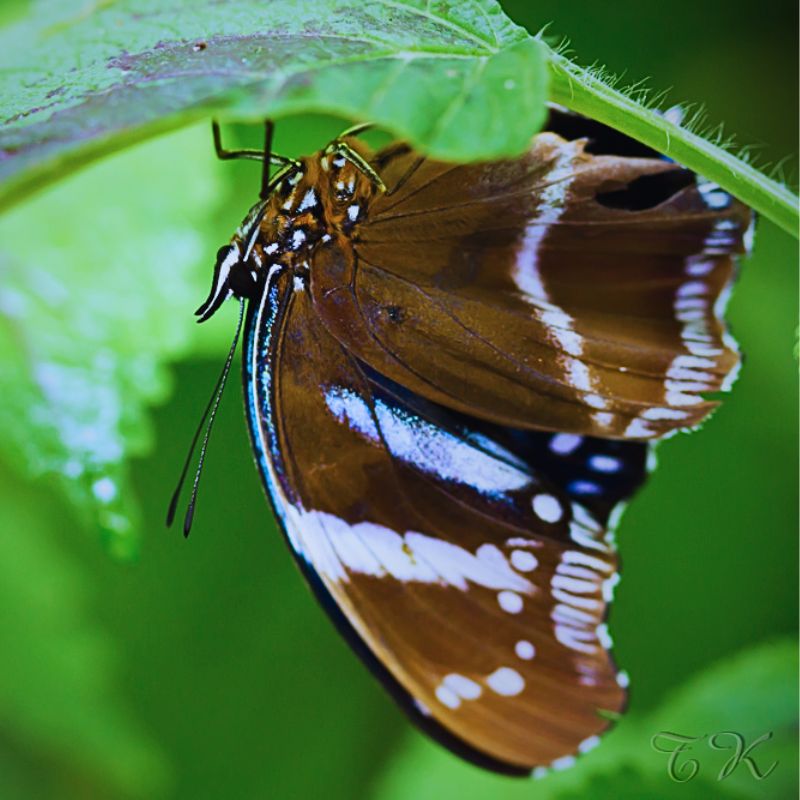 Chrysalide Hypolimnas antevorta – Image 2