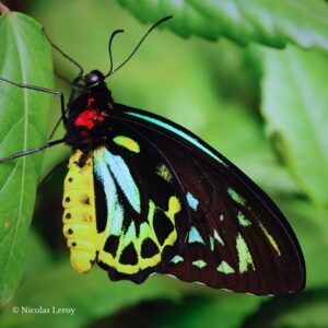 Male