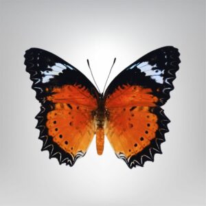 Cethosia biblis naturalisé