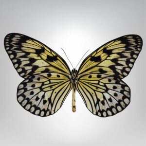 Idea leuconoe naturalisé