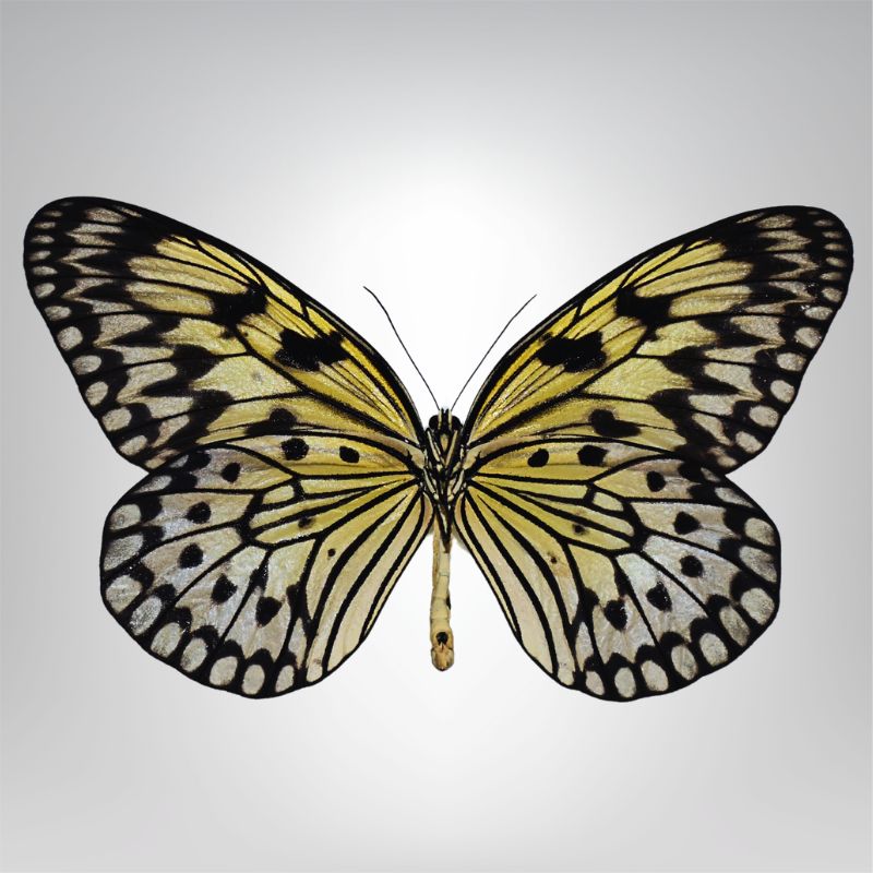 Idea leuconoe naturalisé