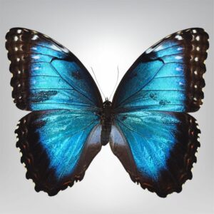 Morpho helenor naturalisé Equateur