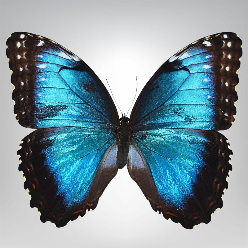 Morpho helenor naturalisé Equateur