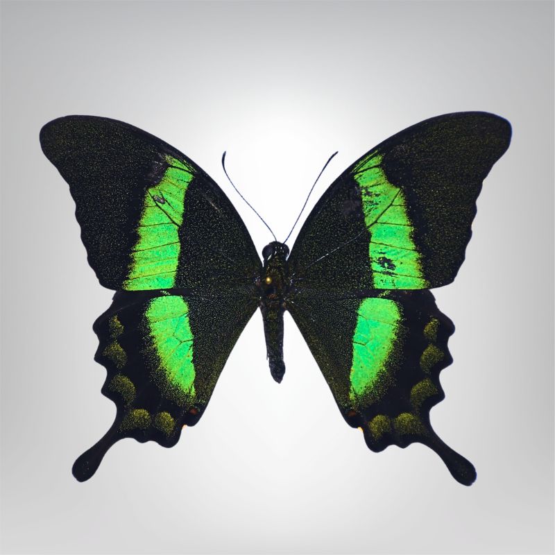 Papilio palinurus naturalisé