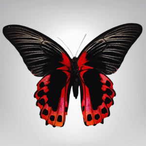 Papilio rumanzovia naturalisé