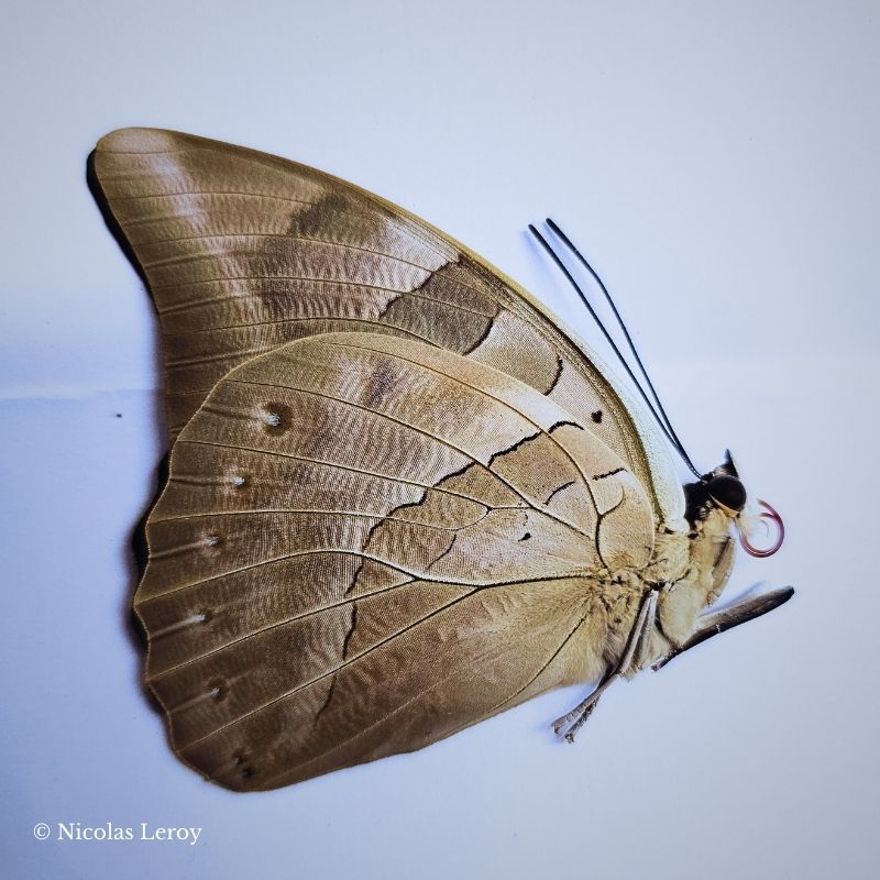 Magnifique papillon bleu