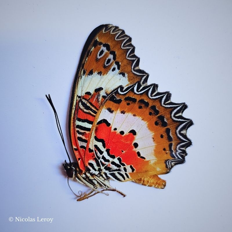 Cethosia d'un rouge intense