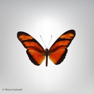 Dryas iulia naturalisé