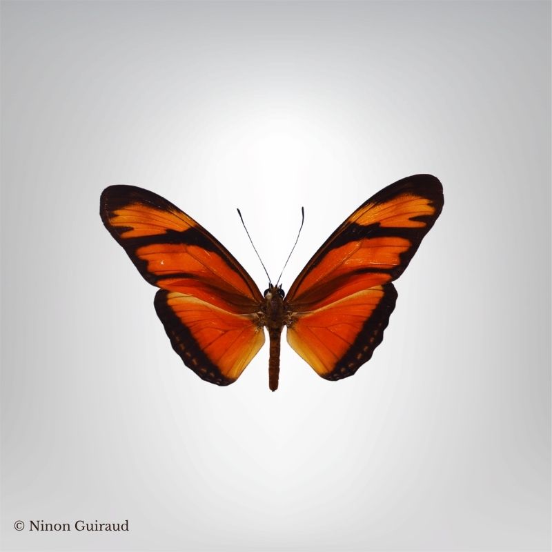 Dryas iulia naturalisé