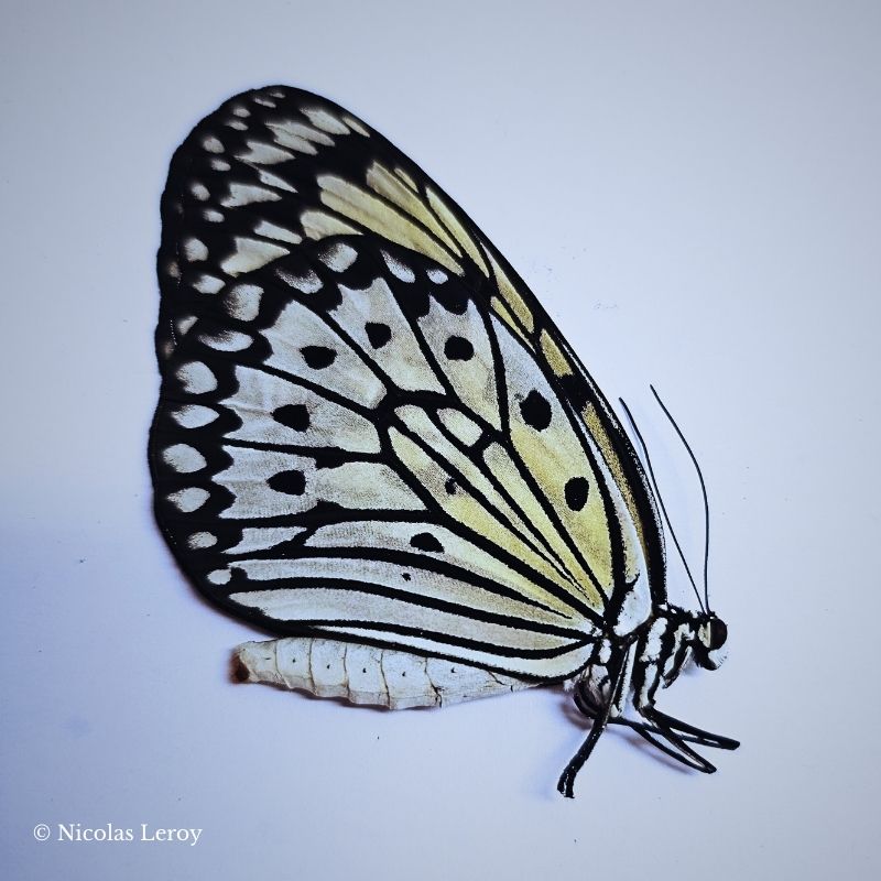 Grand papillon asiatique