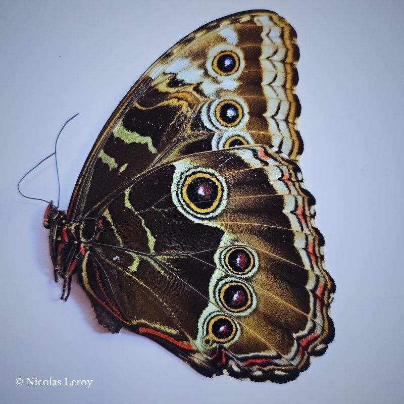 papillon emblématique
