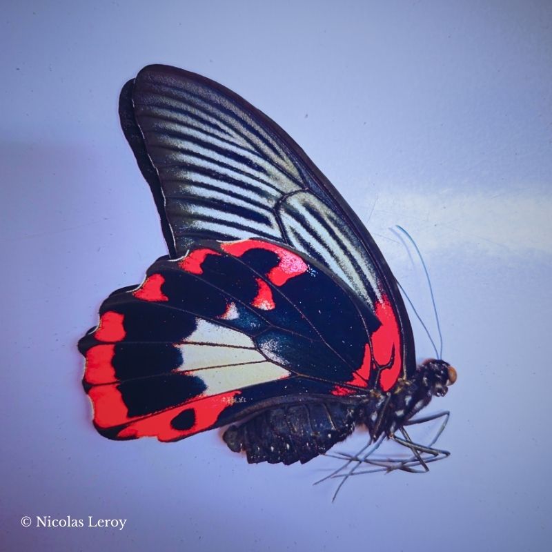 magnifique Papilionidae