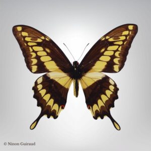 Papilio thoas naturalisé