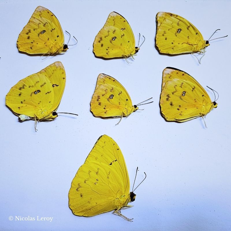 jaune intense