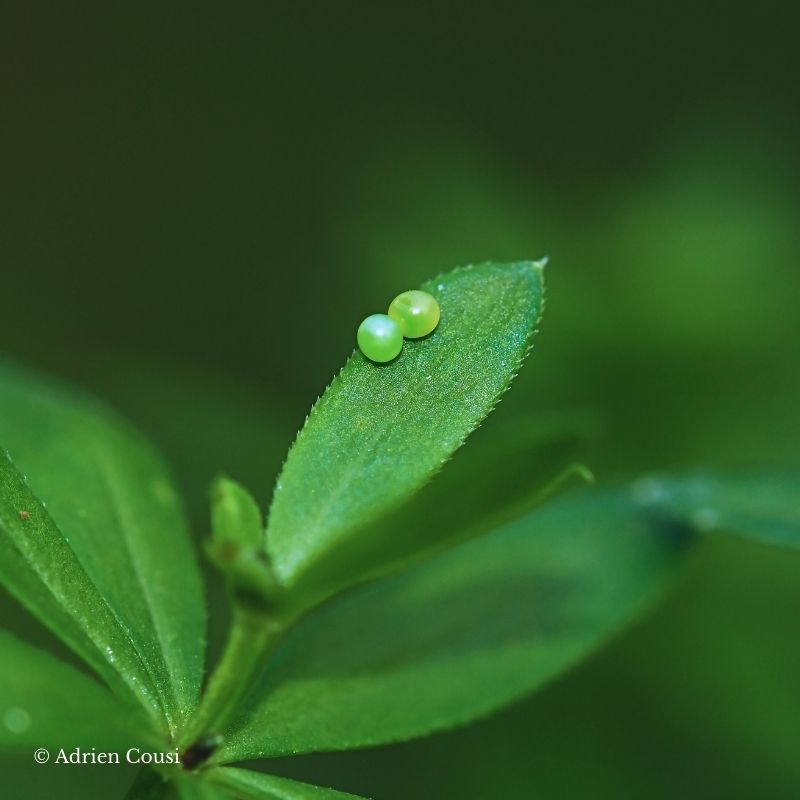 photo macro