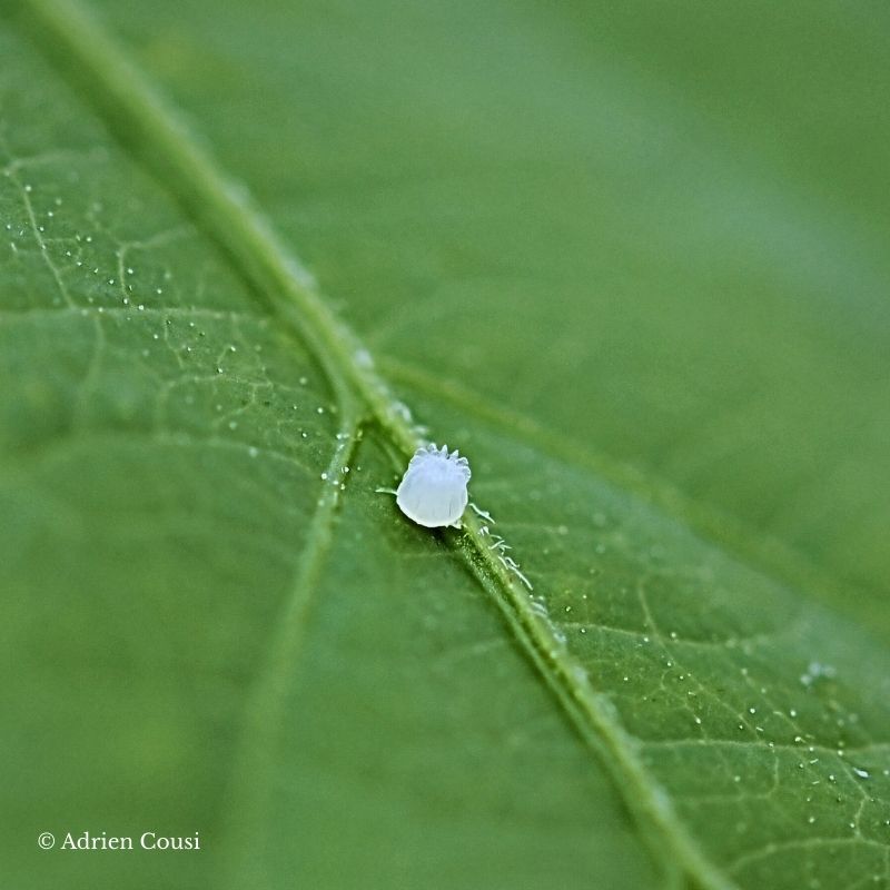 Œufs Myscelia cyaniris – Image 2