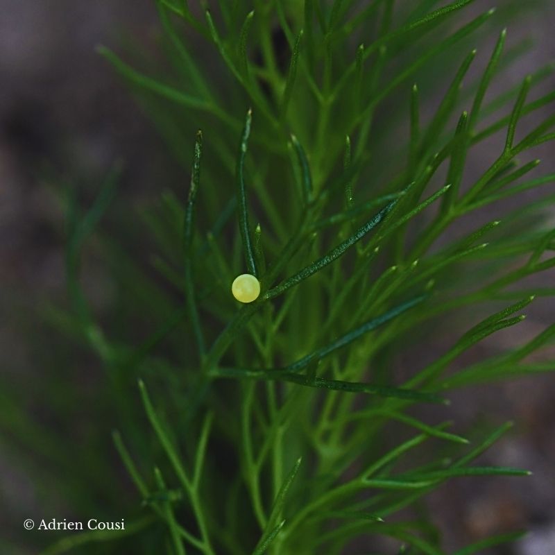 Photo macro