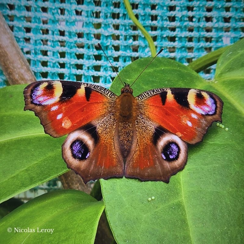 Oeufs Aglais io – Image 2