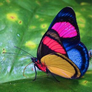Chrysalide Batesia hypochlora