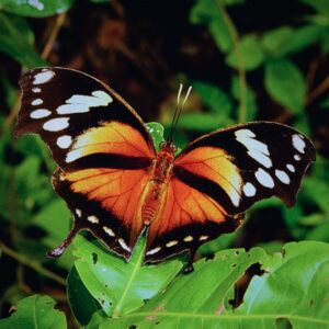 Chrysalide Consul fabius
