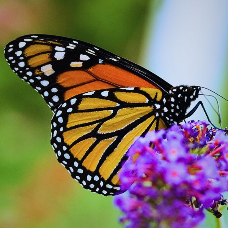 Chrysalide Danaus plexippus