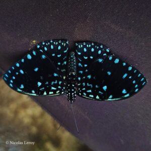 Chrysalide Hamadryas laodamia
