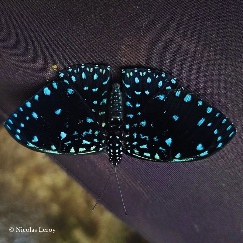 Chrysalide Hamadryas laodamia