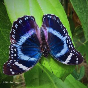 Chrysalide Hypolimnas antevorta