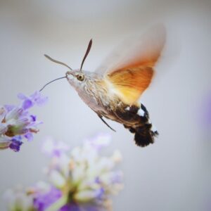 Œufs Macroglossum stellatarum