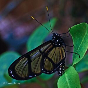 Chrysalide Methona confusa