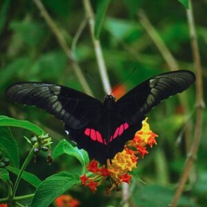 Chrysalide Papilio anchisiades