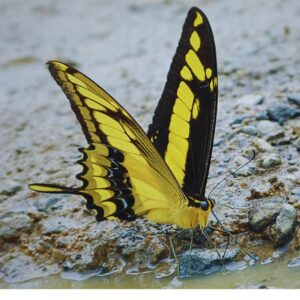 Papilio thoas qui s'hydrate