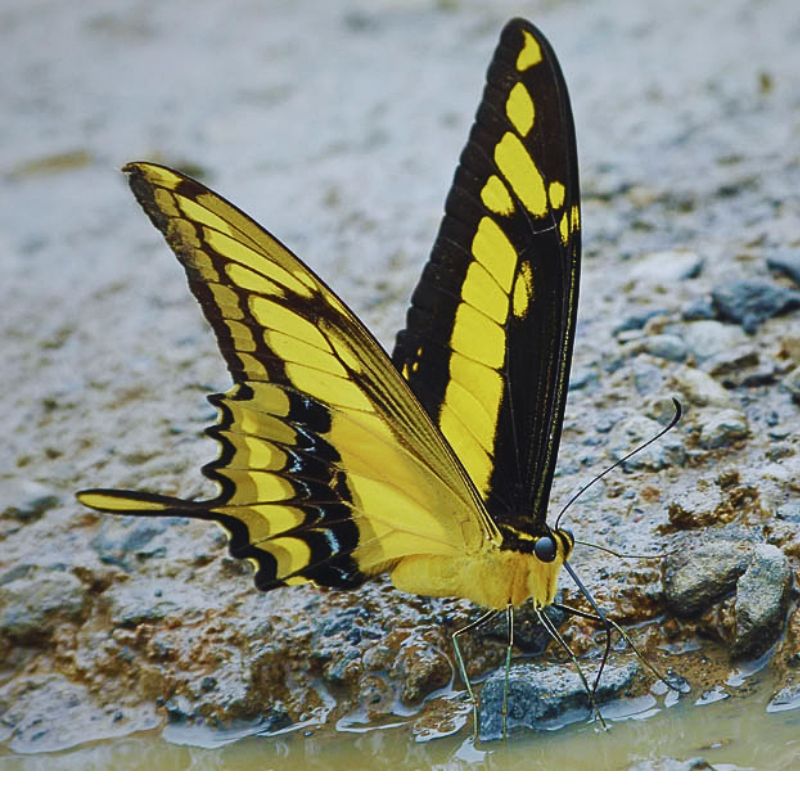 Papilio thoas qui s'hydrate